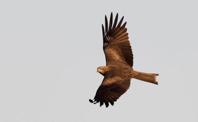 Seit der Rückkehr aus dem Süden ziehen Schwarzmilane ihre Kreise über der Stadt Buchs