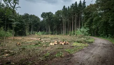 Borkenkäfer schlagen wieder zu: Warum Förster jetzt besonders wachsam sind