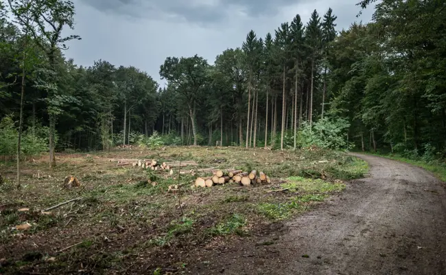 Borkenkäfer schlagen wieder zu: Warum Förster jetzt besonders wachsam sind