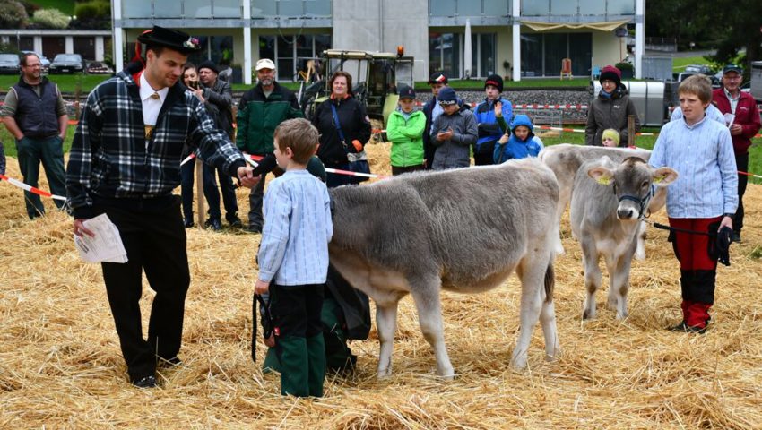  Die Jungzüchter zeigen ihre Tiere.