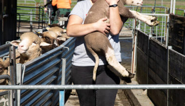 Nach der Sommerfrische auf der Alp folgt der Besuch beim Friseur im Tal