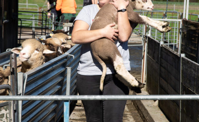Nach der Sommerfrische auf der Alp folgt der Besuch beim Friseur im Tal