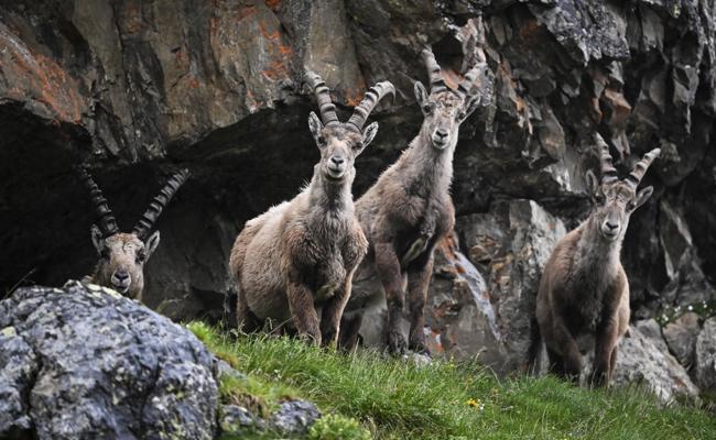 Majestätische Tiere der Alpen vor der Linse
