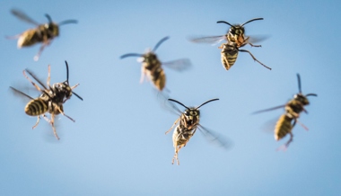 «Wegen der Hitze sind sie aggressiver»: Wespenjäger erklärt, was Sie gegen die lästigen Insekten tun können