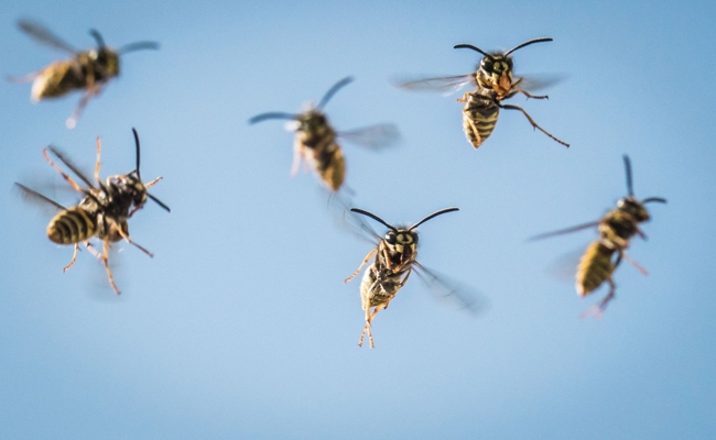 «Wegen der Hitze sind sie aggressiver»: Wespenjäger erklärt, was Sie gegen die lästigen Insekten tun können