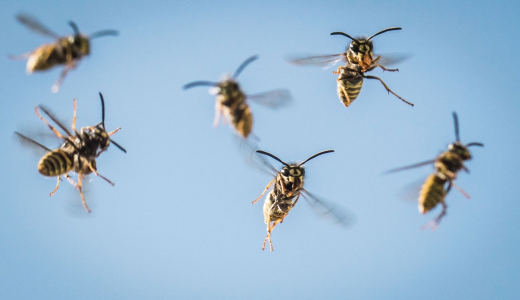 «Wegen der Hitze sind sie aggressiver»: Wespenjäger erklärt, was Sie gegen die lästigen Insekten tun können