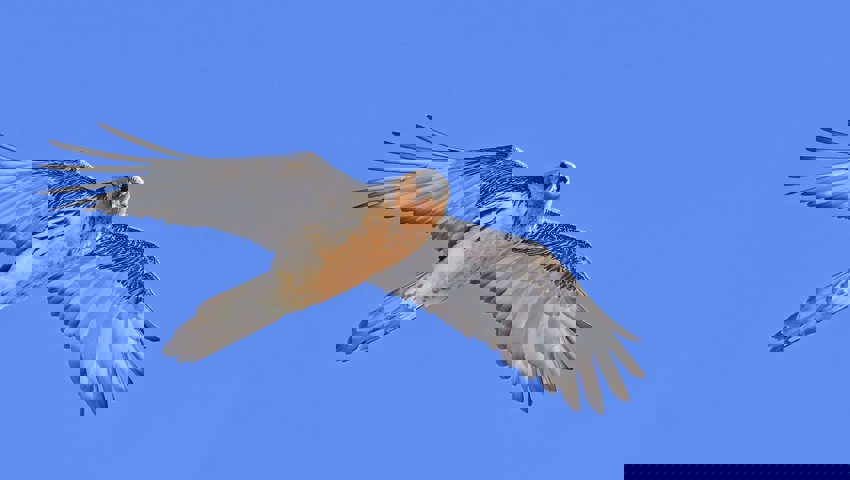 Noch nie so viele junge Bartgeier seit der Wiederansiedlung.