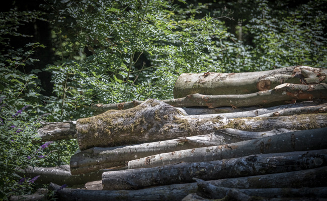 Landwirt fällte unerlaubt dutzende Bäume