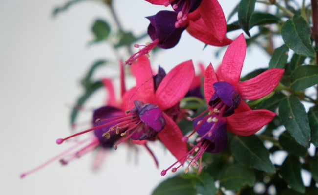 Bilder aus Sommergärten voller Rot- und Rosafarben bei Blumen, Sträuchern und Beerenstauden