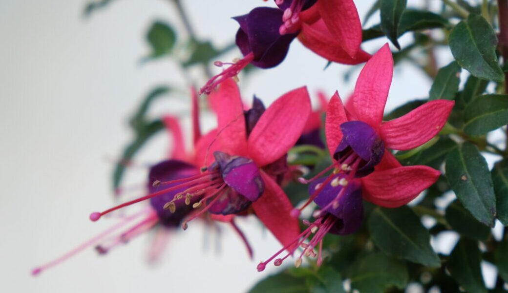 Bilder aus Sommergärten voller Rot- und Rosafarben bei Blumen, Sträuchern und Beerenstauden