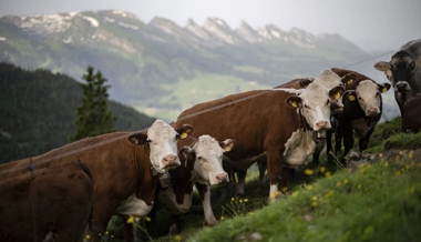 Warum Milch und Joghurt gerade deutlich billiger werden