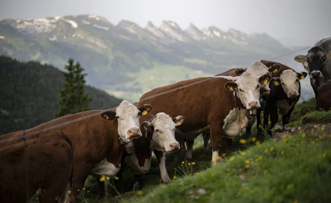 Warum Milch und Joghurt gerade deutlich billiger werden