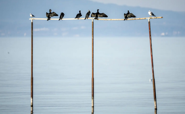 Leidende Tiere und verschmutzte Gewässer: Die Ostschweizer Justiz bestrafte Umweltsünder 2024 mit rund 600'000 Franken