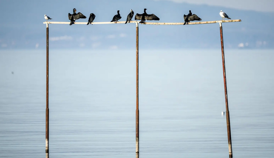 In der Ostschweiz werden häufig Gewässer verschmutzt. Doch auch Tiere leiden unter den Menschen.