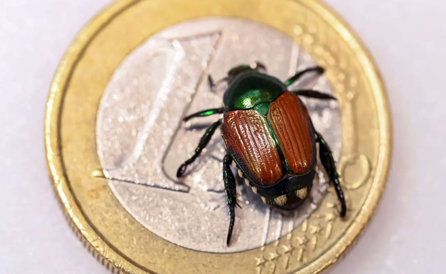 Gefahr im Anflug: So reagiert die Ostschweizer Landwirtschaft auf den Japankäfer