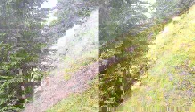 Calfeisen-Wolfsrudel hat fünffachen Nachwuchs bekommen