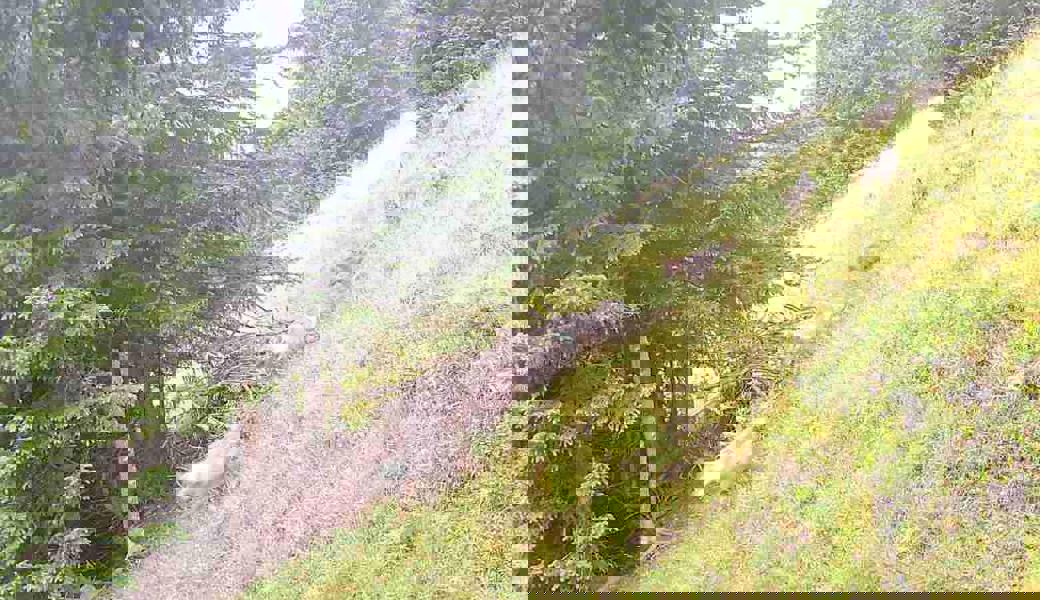 Das Wolfsrudel tappte Anfang dieser Woche in eine Fotofalle.