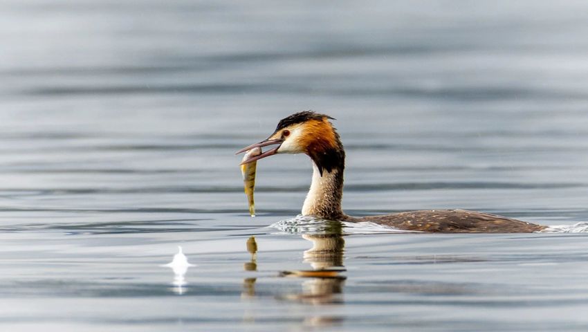 Ein Haubentaucher hat einen Fisch gefangen und bringt diesen zum Nest mit den Jungtieren im Schilf.
