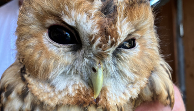 Einem verirrtem Waldkauz wird geholfen