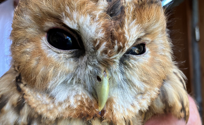 Einem verirrtem Waldkauz wird geholfen
