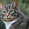 Mosnang hat ein Katzen-Problem – der Tierschutzverein Toggenburg greift ein
