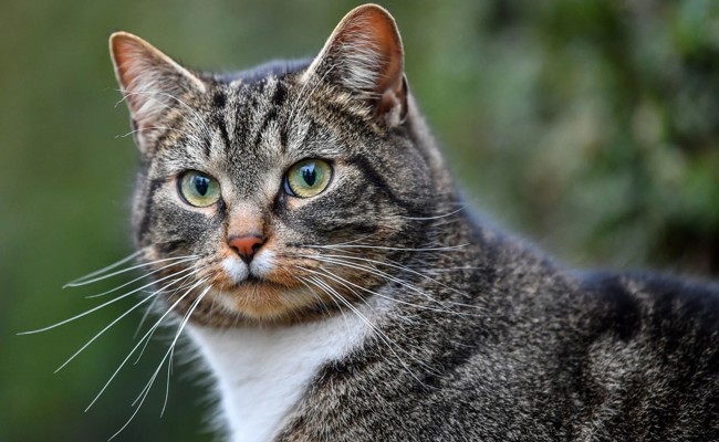 Mosnang hat ein Katzen-Problem – der Tierschutzverein Toggenburg greift ein