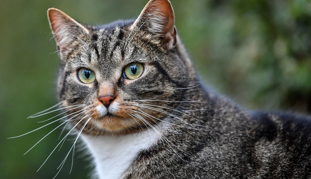 Mosnang hat ein Katzen-Problem – der Tierschutzverein Toggenburg greift ein