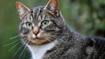 Mosnang hat ein Katzen-Problem – der Tierschutzverein Toggenburg greift ein