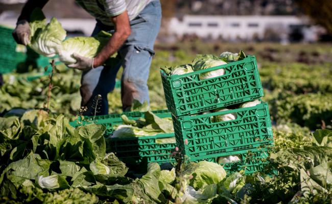 Wie manche Bauern bei Menschenschiebern billiges Personal für ihre Ernten anheuern