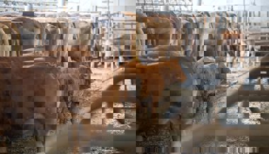 Jeder fünfte Hof betroffen: Das Toggenburg ist ein Hotspot der Blauzungenkrankheit