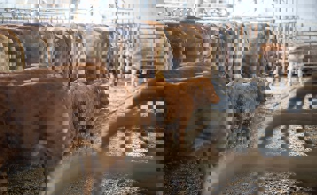 Jeder fünfte Hof betroffen: Das Toggenburg ist ein Hotspot der Blauzungenkrankheit