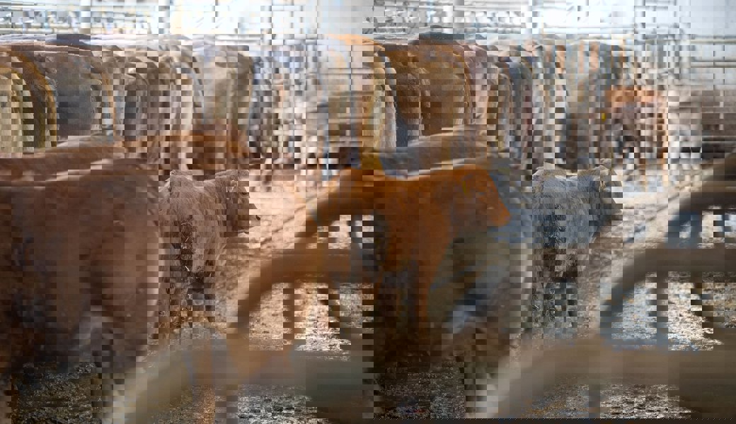 Jeder fünfte Hof betroffen: Das Toggenburg ist ein Hotspot der Blauzungenkrankheit