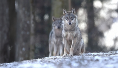 Nesslauer Wölfe: SVP-Kantonsräte fordern Abschuss, aber die Regierung sagt Nein