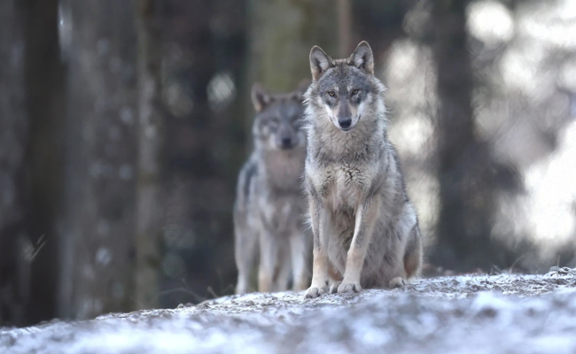 Wolfsrudel vor dem Wohnzimmer