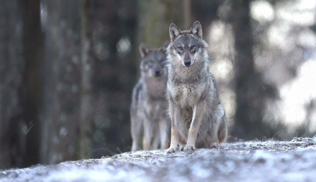 Am Flumserberg trieben sich Wölfe um ein Wohnhaus herum.