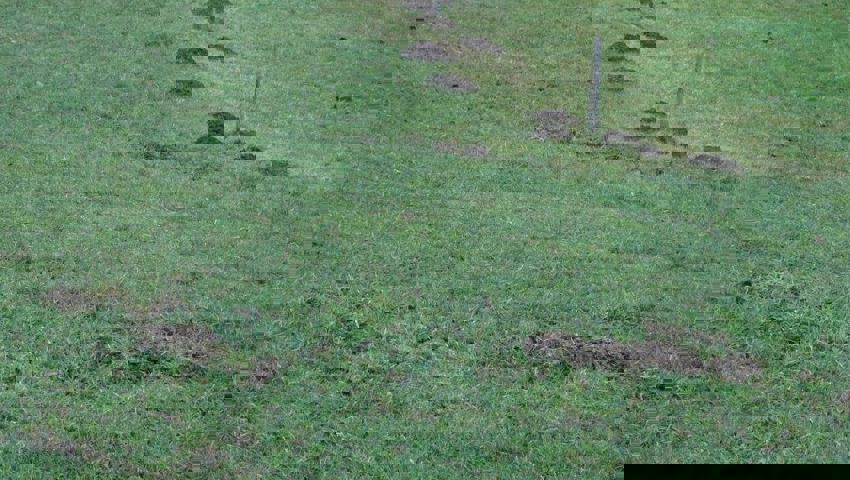  Die Erdhügel verschmutzen das Futter.