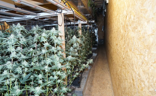 Über 1300 Hanfpflanzen in einem Stall sichergestellt
