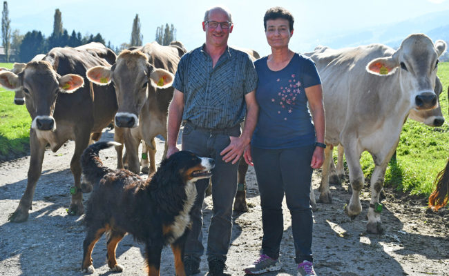 Im Stall der Familie Preisig stehen die Miss Sennwald und andere Schönheiten