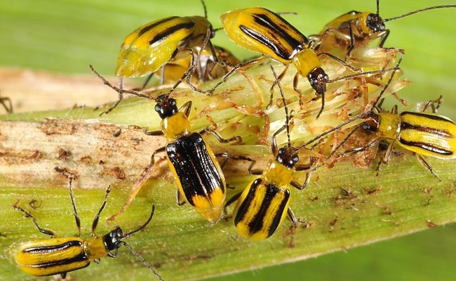Wegen Schädling: Maisanbau erneut eingeschränkt