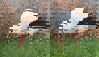 160 Überwinterungen: Den Störchen gefällt es gut im Alpenrheintal