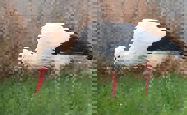 160 Überwinterungen: Den Störchen gefällt es gut im Alpenrheintal