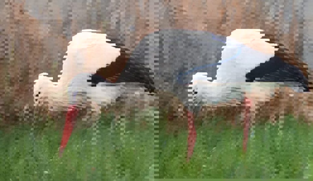  Das Gute liegt so nah: Immer häufiger überwintern die Störche in unseren Breitengraden statt in den Süden zu fliegen. 