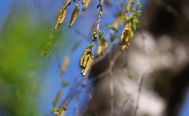 Kleine Pollen machen Allergikern grossen Ärger