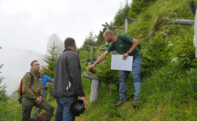 Beim Aufforstungsprojekt am Stauberengrat sind stabile Bäume das Ziel