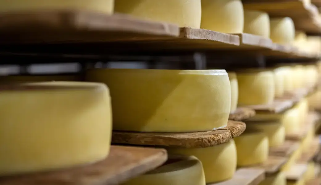 Tilsiter reifen auf dem Holzhof in Amlikon.