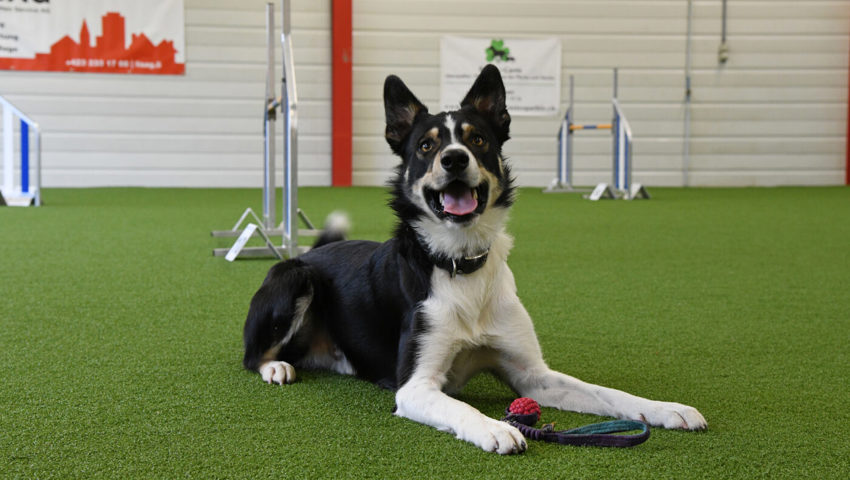  Border Collie Kito zeigt beim Agility grosse Begeisterung.