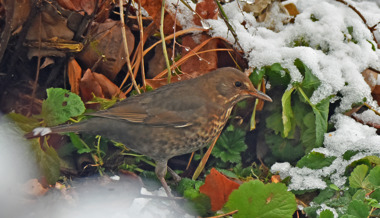 Gartentipp: Vögel füttern – ja oder nein?