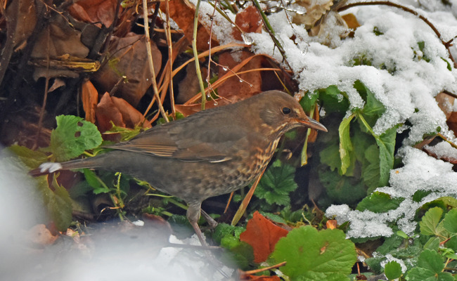 Gartentipp: Vögel füttern – ja oder nein?