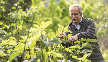Alle Welt bekämpft Neophyten – dieser Buchser hingegen liebt die invasiven Pflanzen