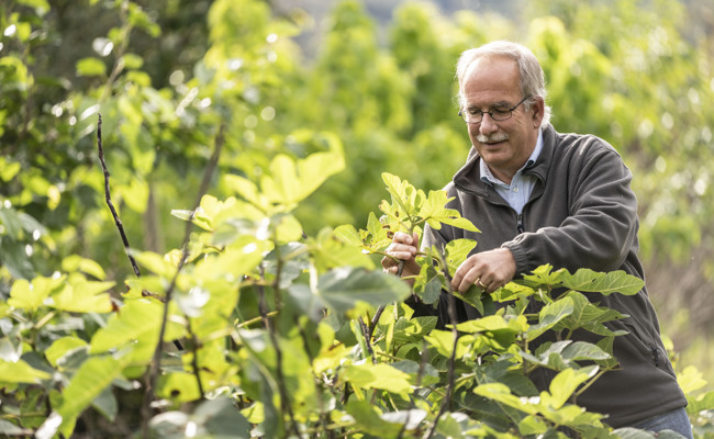 Alle Welt bekämpft Neophyten – dieser Buchser hingegen liebt die invasiven Pflanzen